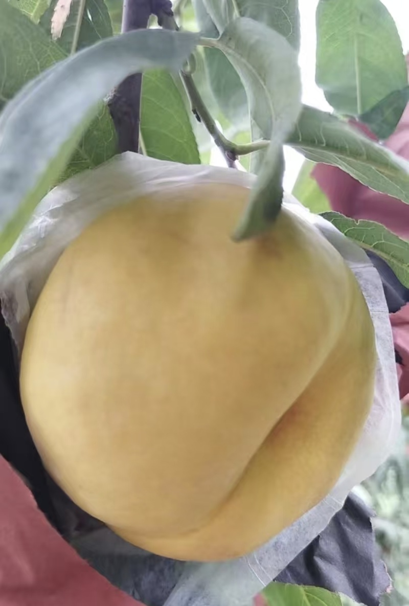 黄金蜜桃