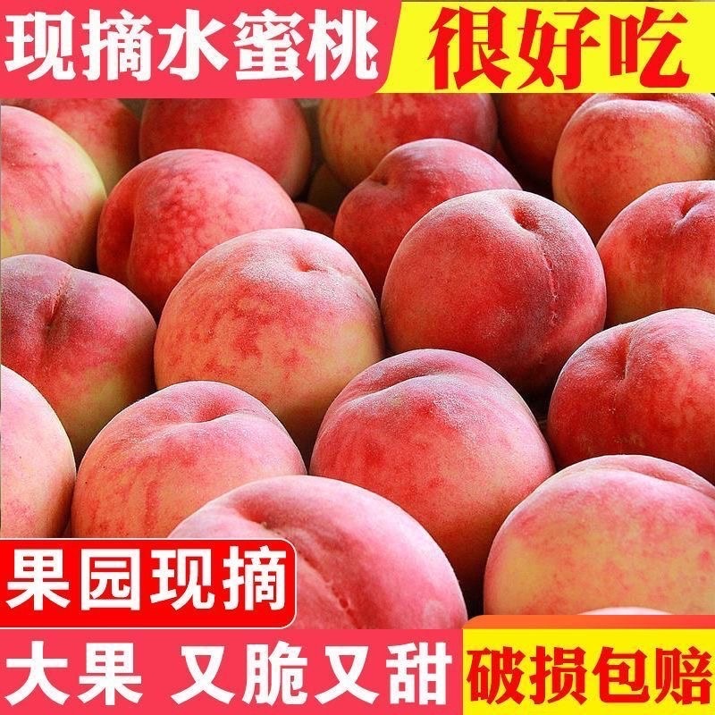 罐头桃，毛桃质量好，货源充足，诚信可靠量大从优