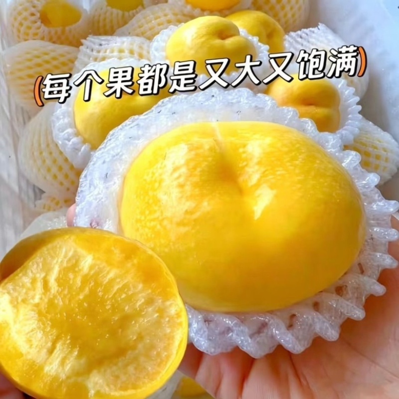 新鲜精品桃子黄桃一手货源产地直发量大从优