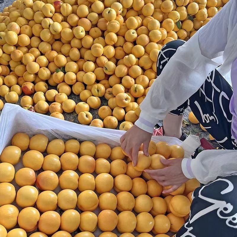 新鲜精品桃子黄桃一手货源产地直发量大从优