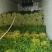辽宁芹菜，西芹大量有货，产地一手货源欢迎新老客户前来合作