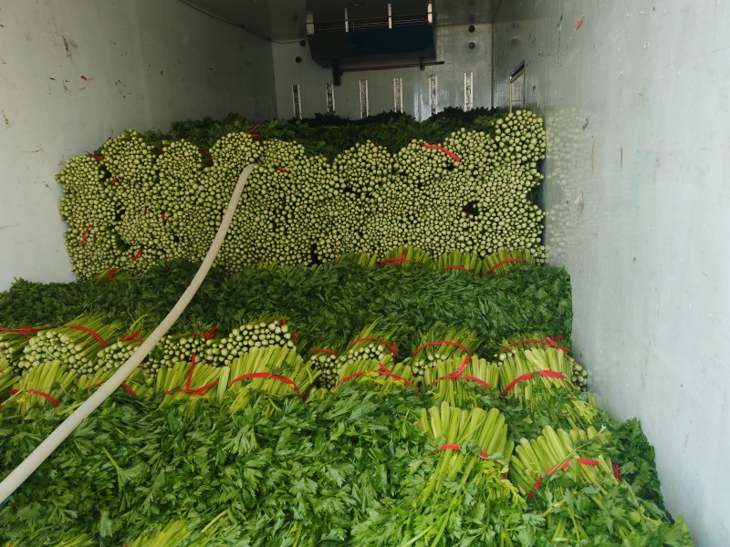 辽宁芹菜，西芹大量有货，产地一手货源欢迎新老客户前来合作