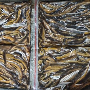 冷冻鳝丝江苏苏北鱼