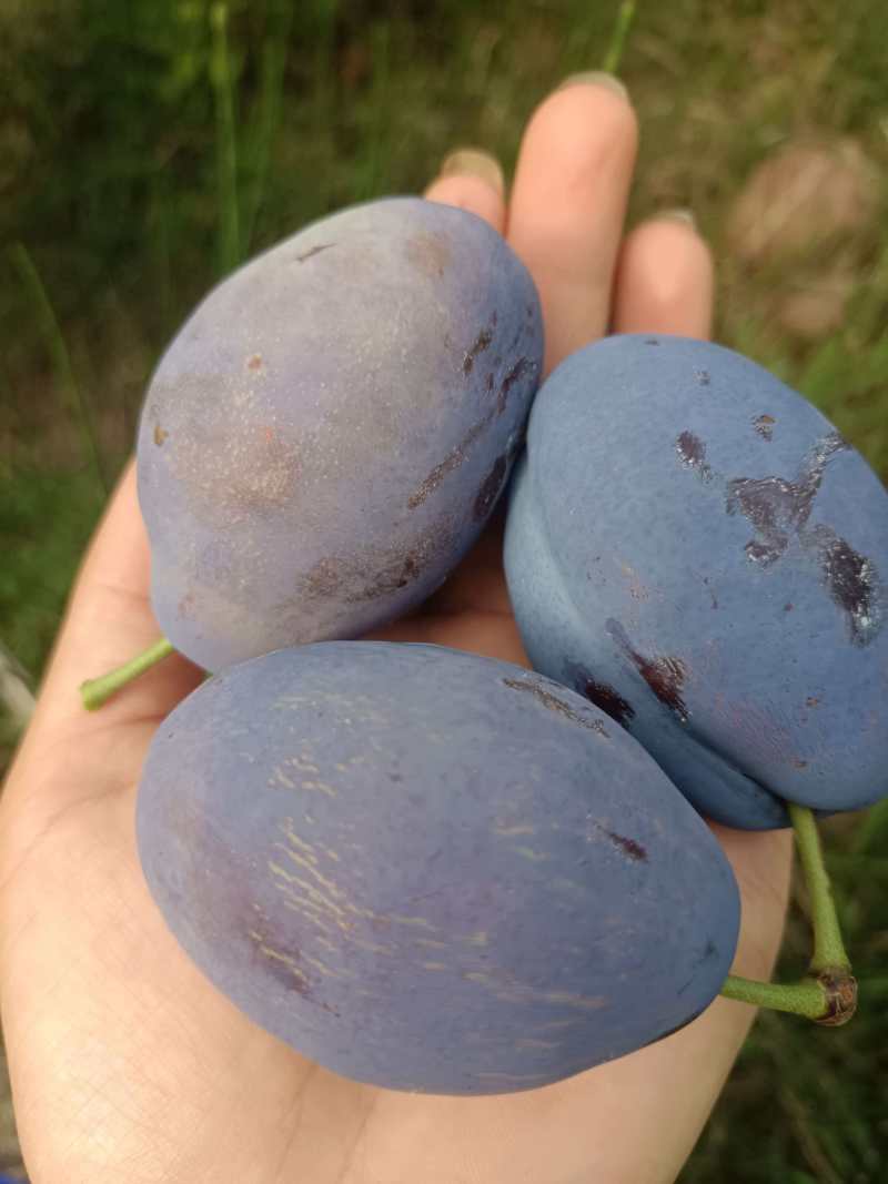 舌尖美味将至，汉源鲜李还有一月上市