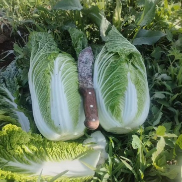 精品白菜