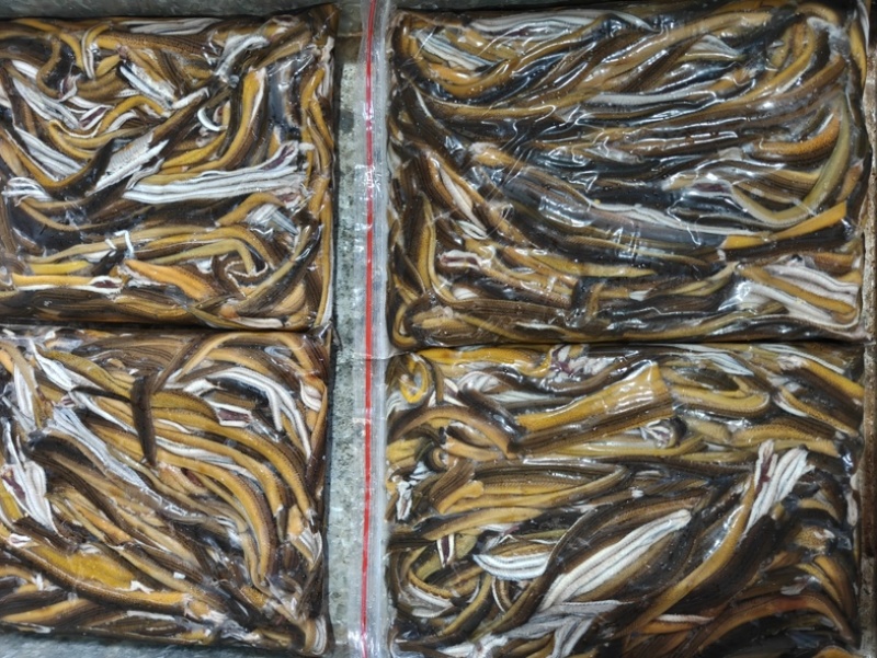 冷冻鳝丝江苏苏北鱼