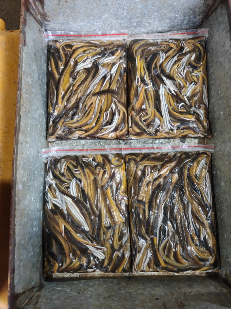 冷冻鳝丝江苏苏北鱼