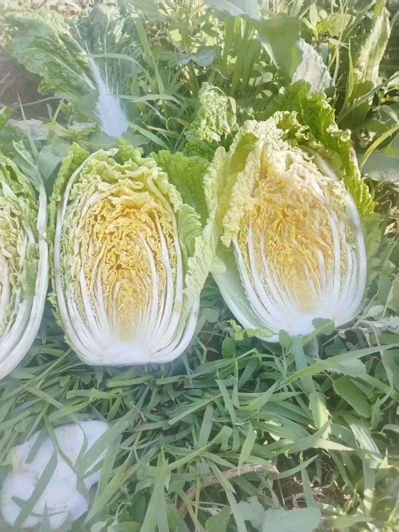 精品白菜