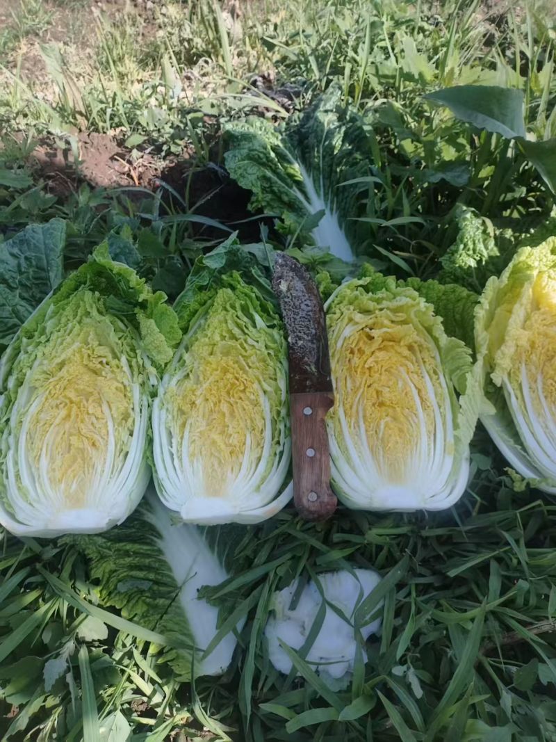 精品白菜