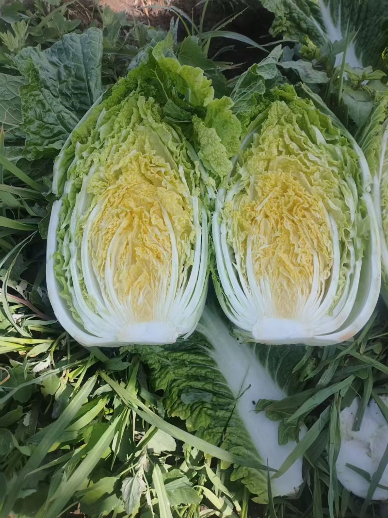 精品白菜