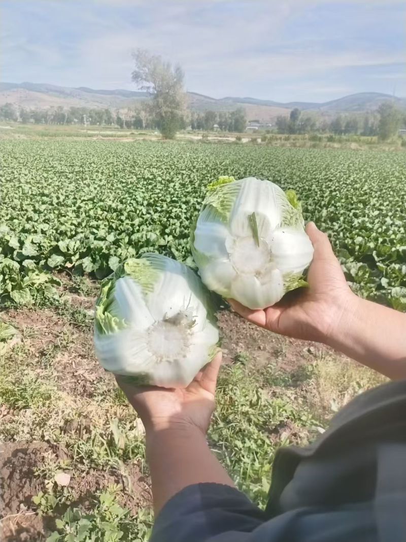 精品白菜