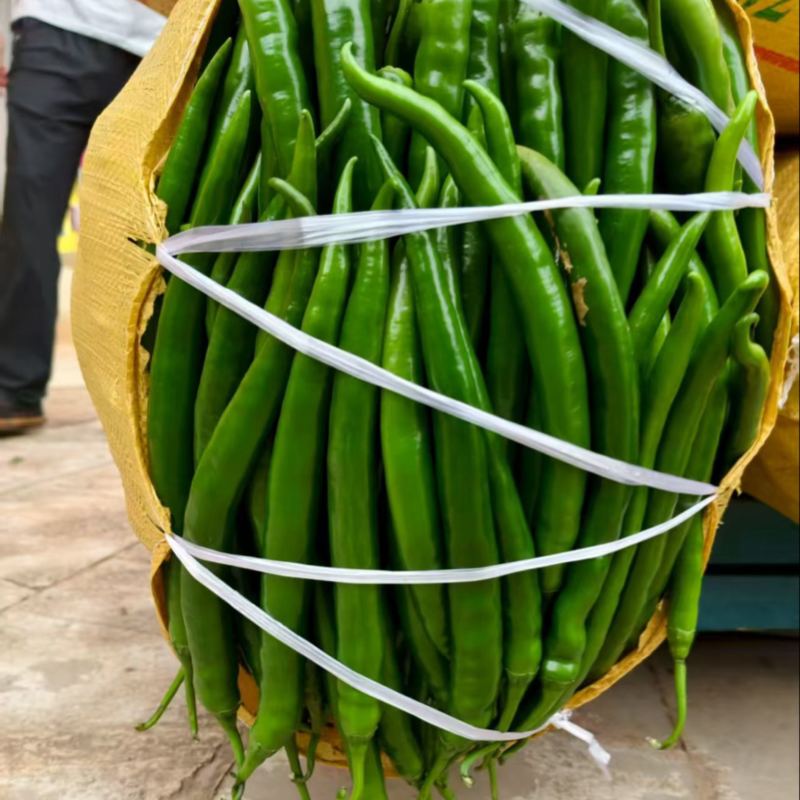 贵州3号线椒