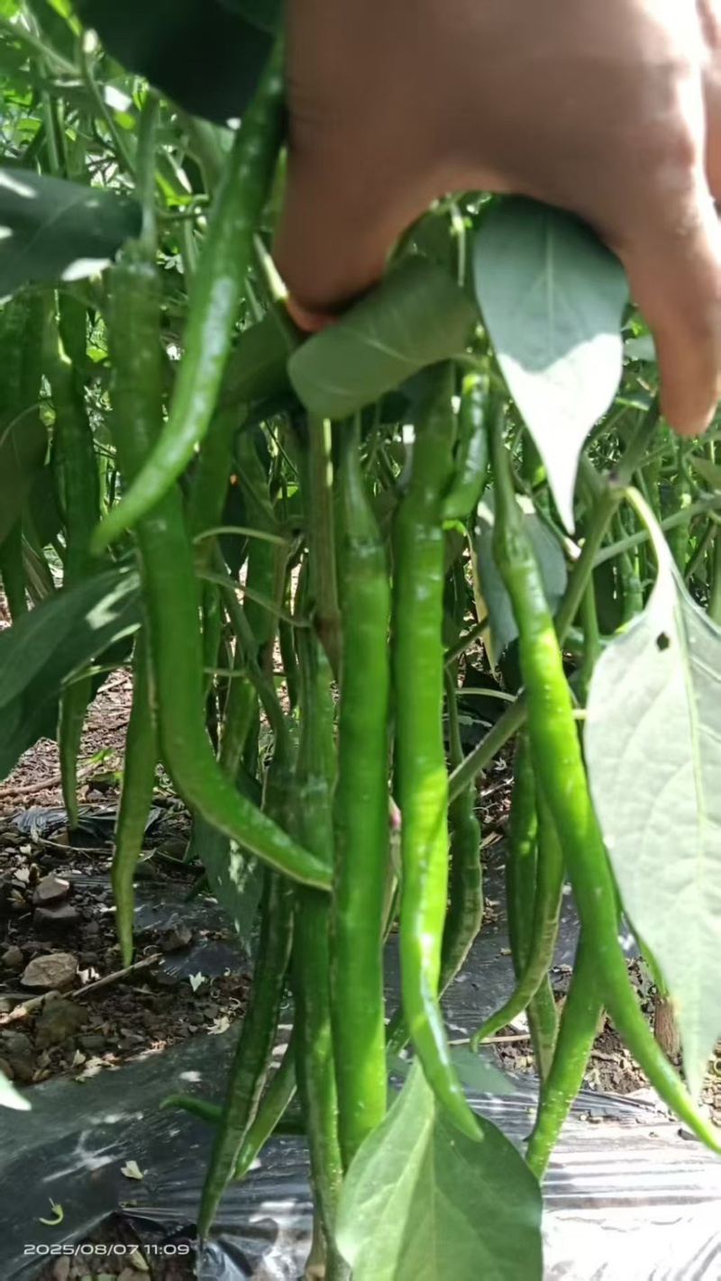 贵州3号线椒