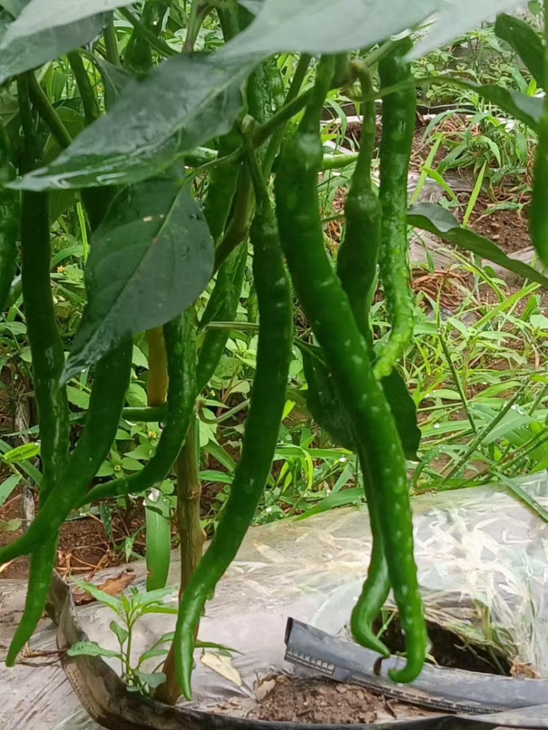 贵州3号线椒