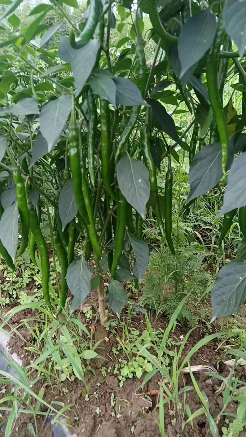 贵州3号线椒