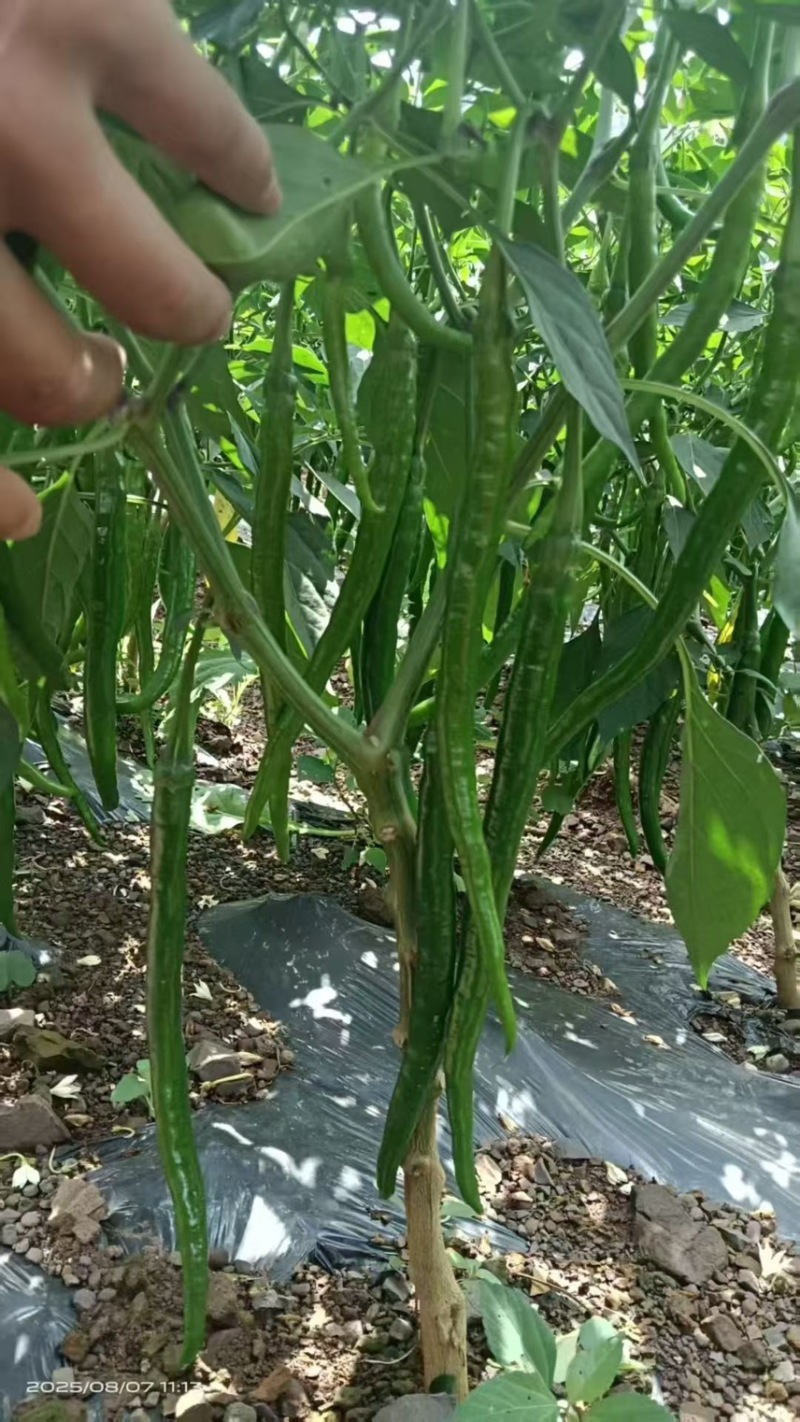 贵州3号线椒
