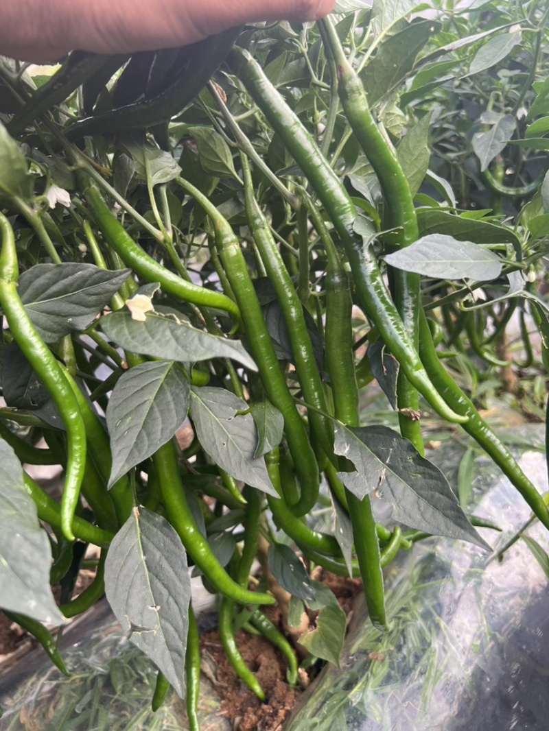 贵州3号线椒