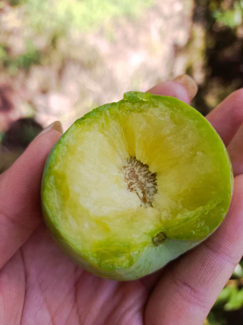 预售高山半边红李脆甜多汁现摘