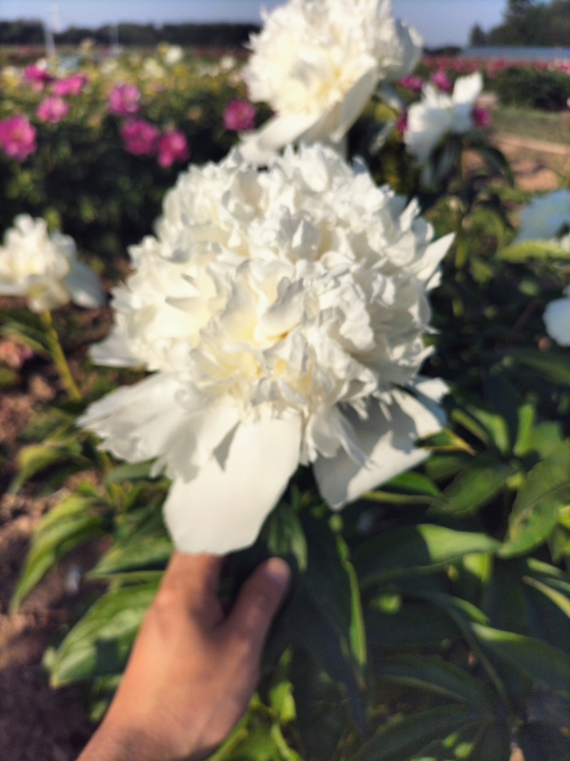 菏泽芍药苗，1-5年苗，产地直发，大量有货，欢迎采购