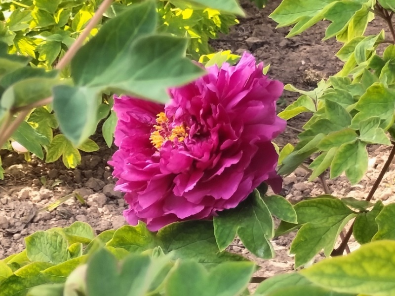 菏泽牡丹苗，产地直发长期供货，可以视频看货