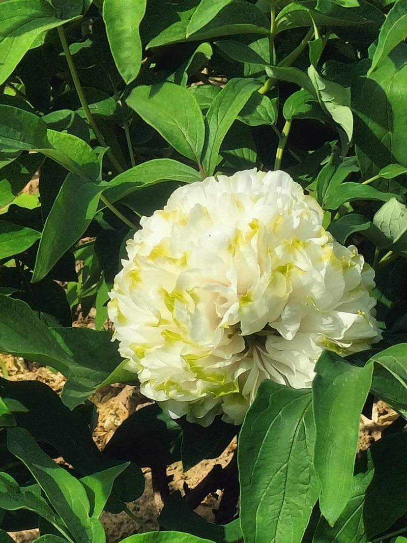 菏泽牡丹苗，产地直发长期供货，可以视频看货