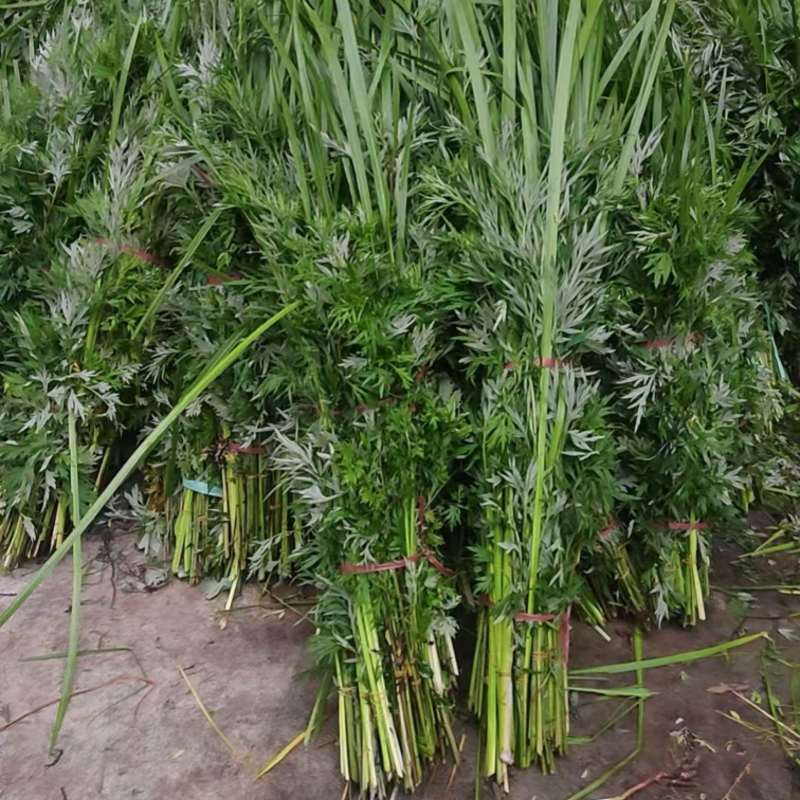 端午节用品.艾草水萺蒲.一套家宅兴**安康