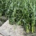 端午节用品.艾草水萺蒲.一套家宅兴**安康