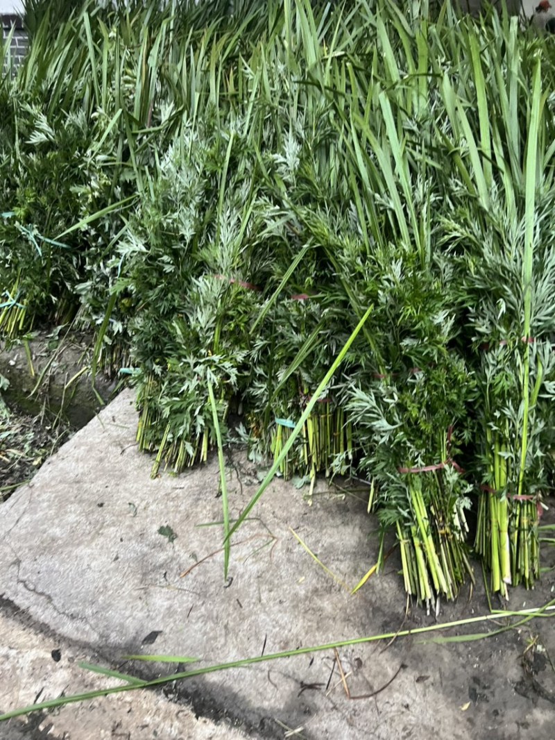 端午节用品.艾草水萺蒲.一套家宅兴**安康