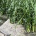 端午节用品.艾草水萺蒲.一套家宅兴**安康