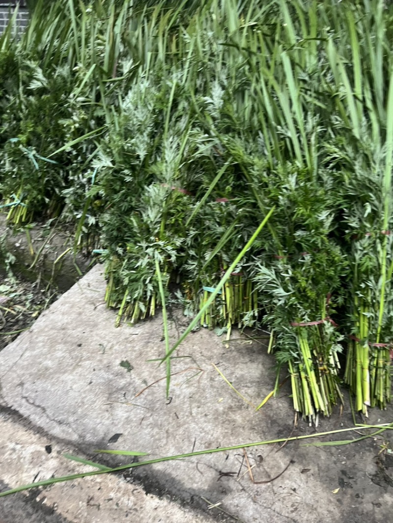 端午节用品.艾草水萺蒲.一套家宅兴**安康
