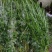 端午节用品.艾草水萺蒲.一套家宅兴**安康
