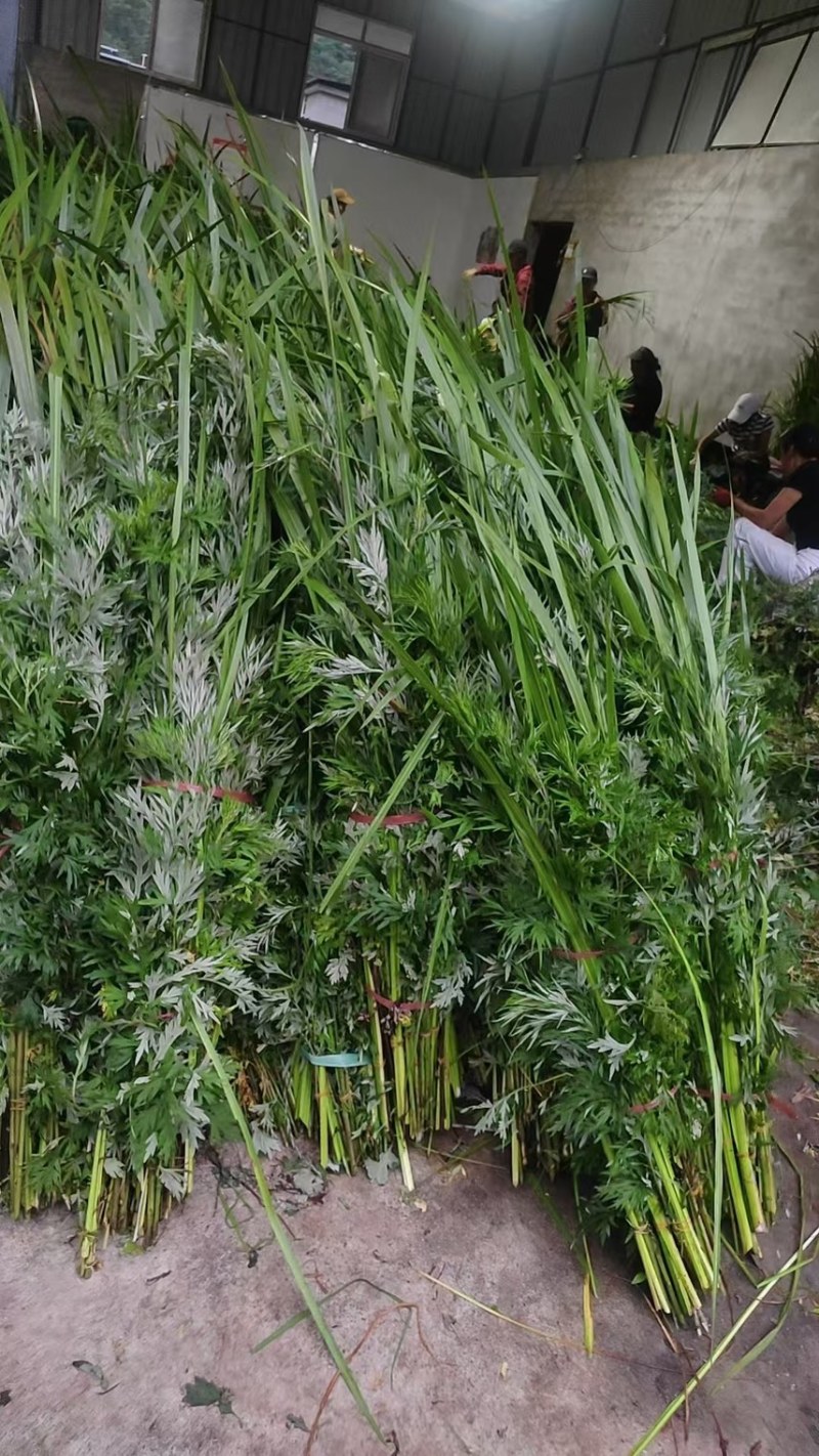 端午节用品.艾草水萺蒲.一套家宅兴**安康