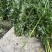 端午节用品.艾草水萺蒲.一套家宅兴**安康