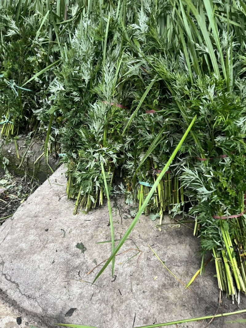 端午节用品.艾草水萺蒲.一套家宅兴**安康