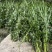 端午节用品.艾草水萺蒲.一套家宅兴**安康