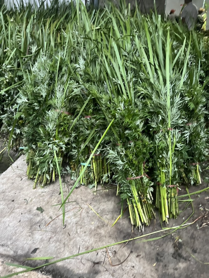 端午节用品.艾草水萺蒲.一套家宅兴**安康