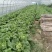 麻叶菜