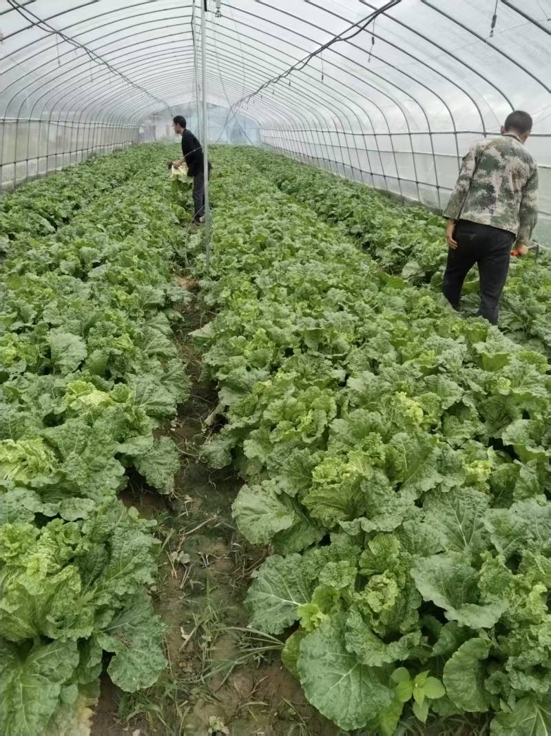 麻叶菜