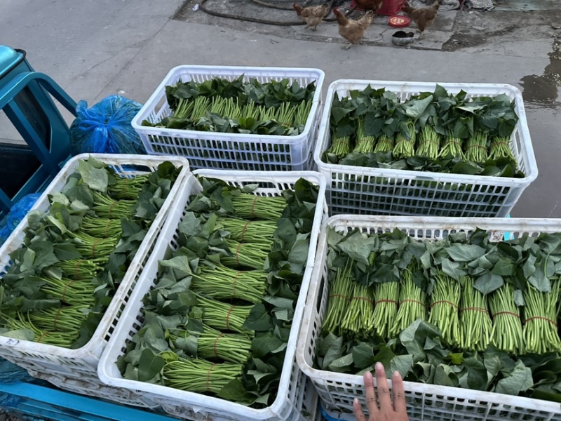 番薯叶精品