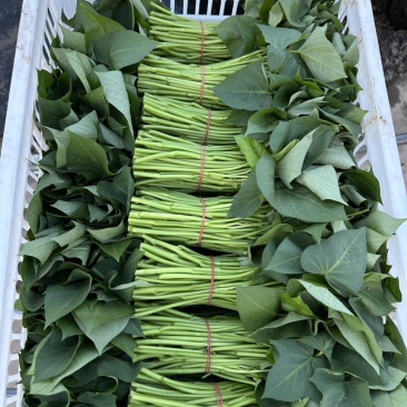 番薯叶精品