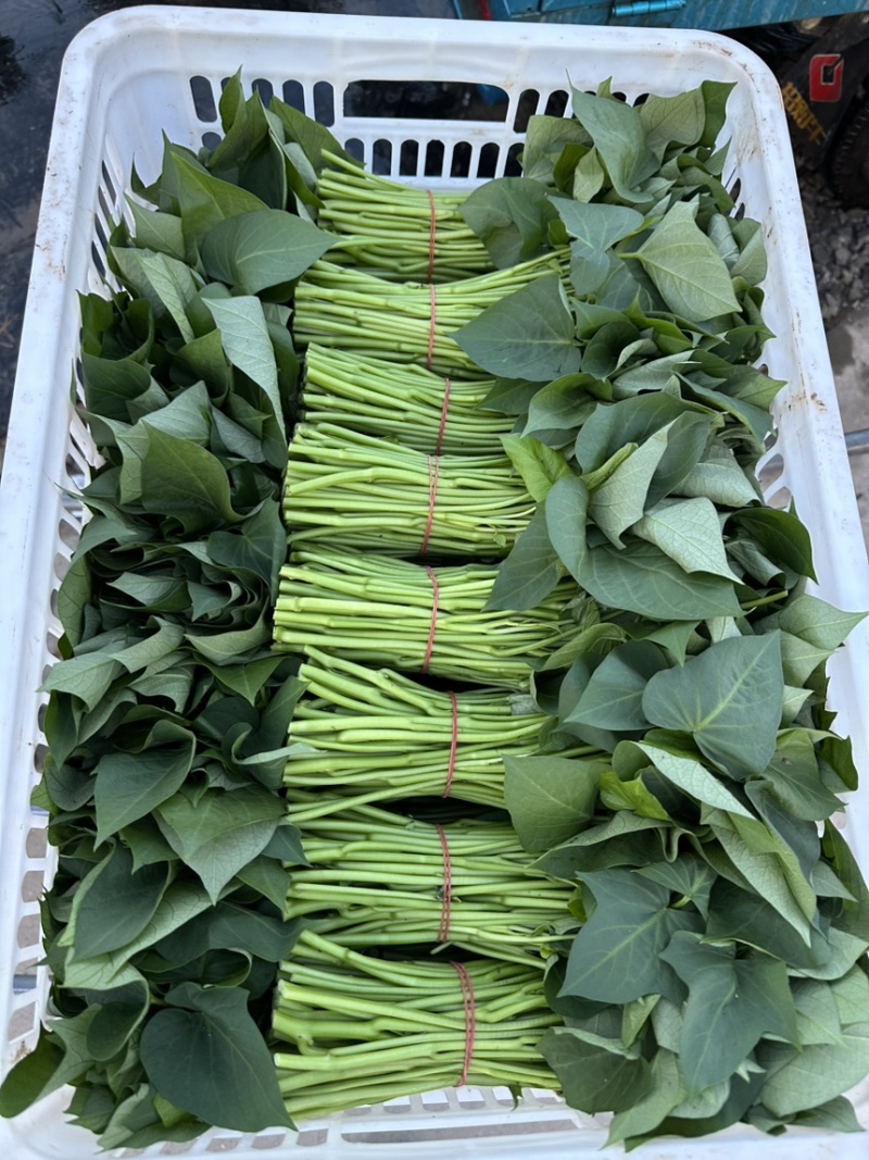 番薯叶精品