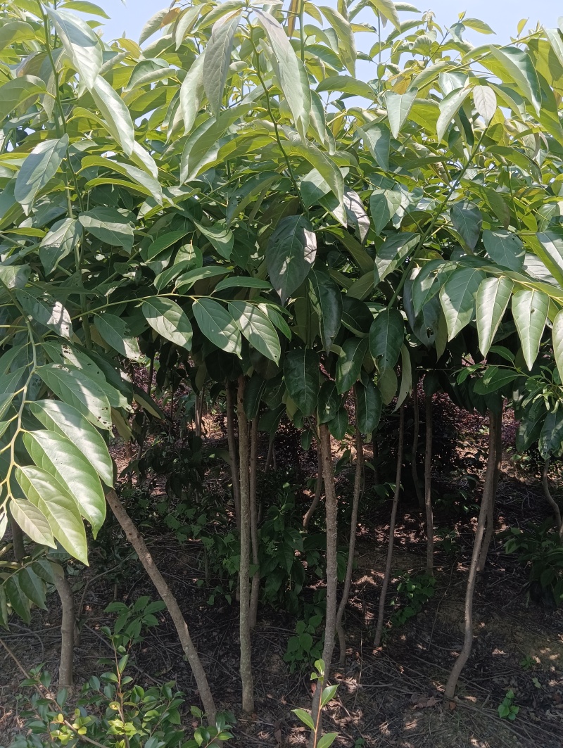 茶梅