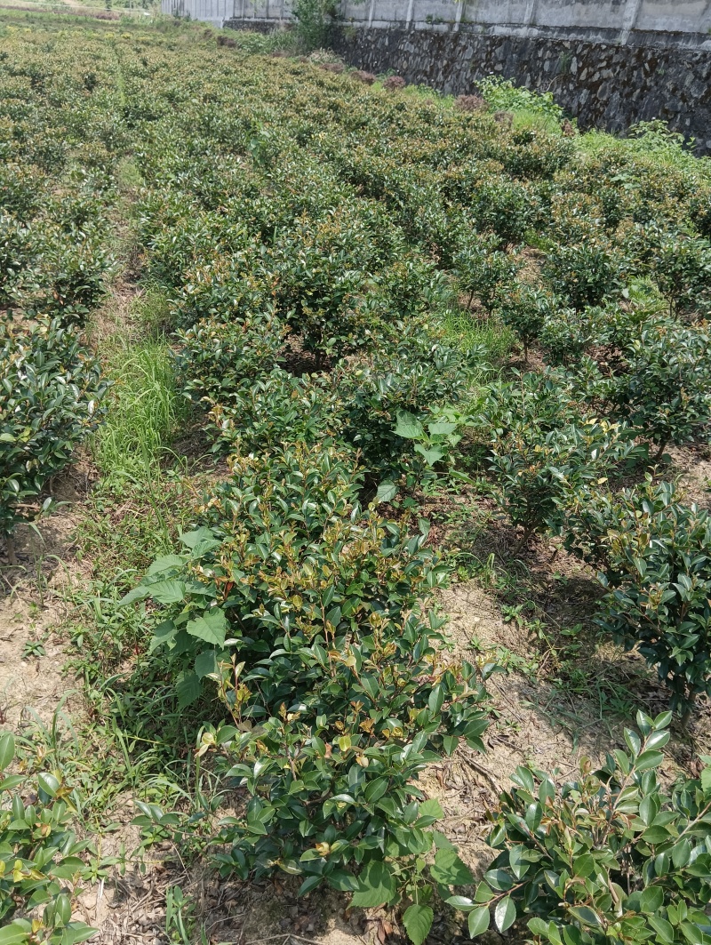 茶梅