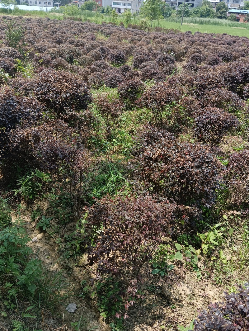 茶梅