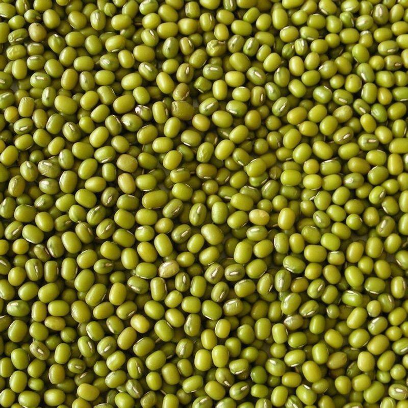 精品绿豆大量供应，可对接各大批发市场等，诚信经营