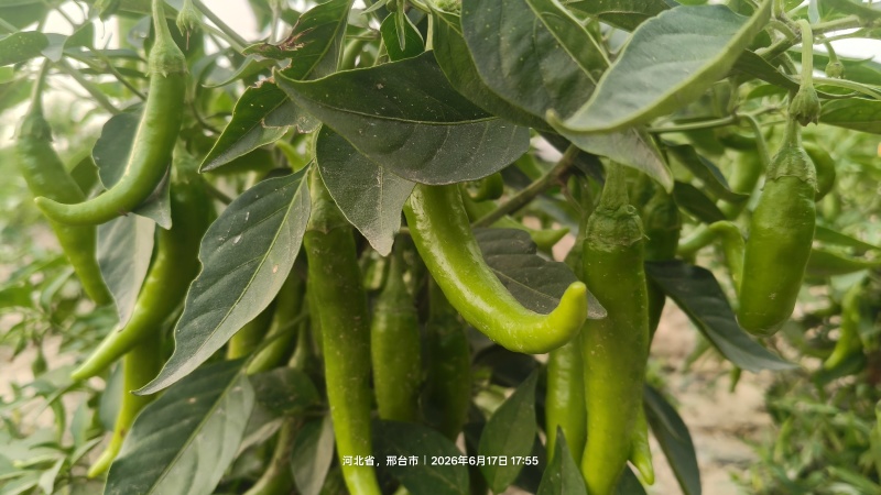 尖椒辣椒鲜青椒现摘现卖威县辣椒