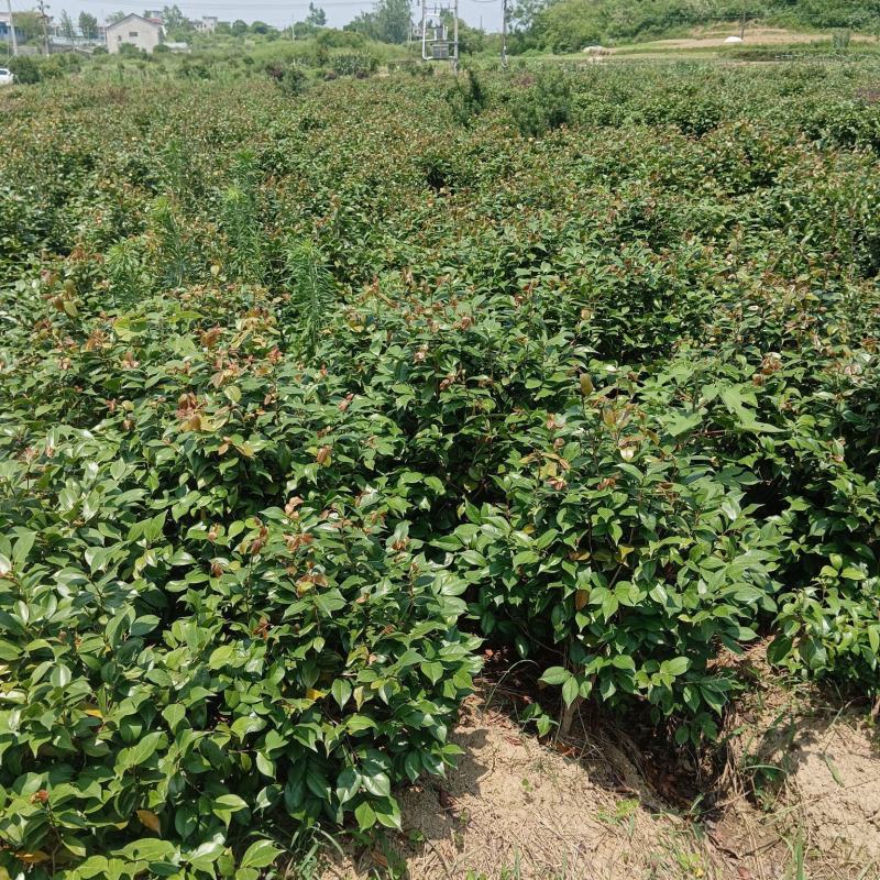 茶花