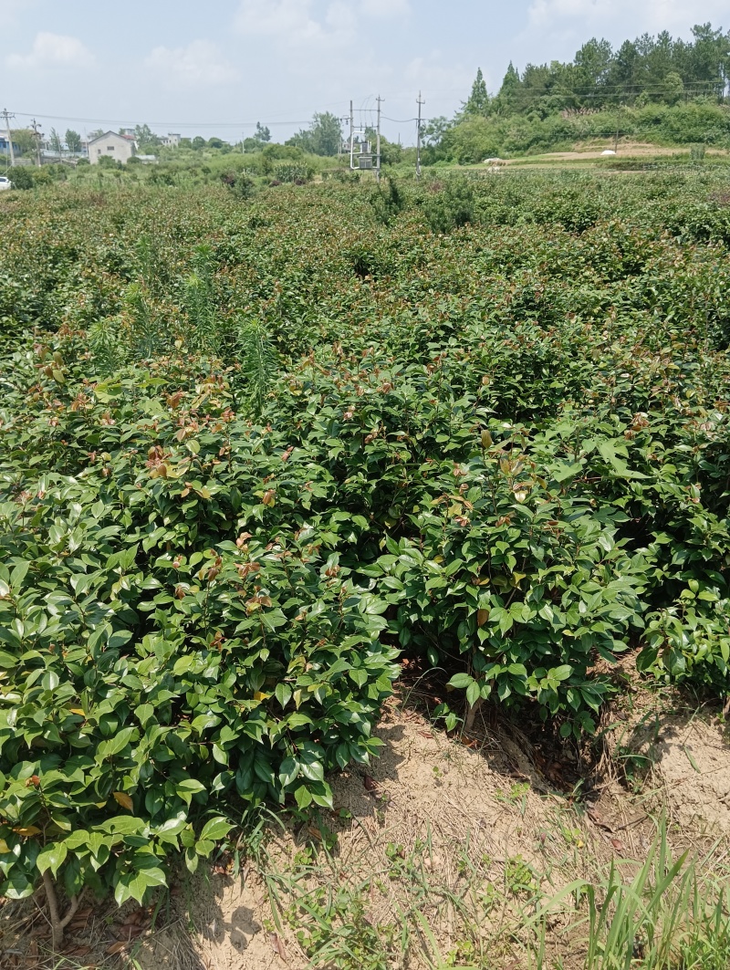 茶花