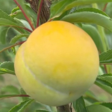 蜂糖李
