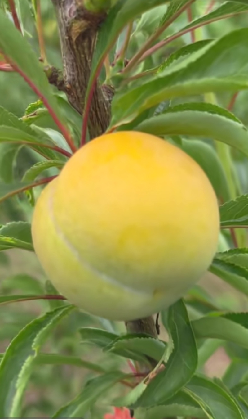 蜂糖李